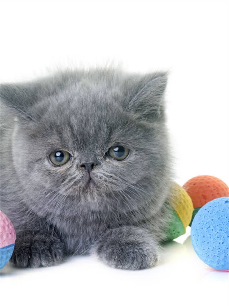 图片 英短猫粮怎么选？科学喂养指南：幼猫成猫专用粮推荐+避坑技巧1.jpg