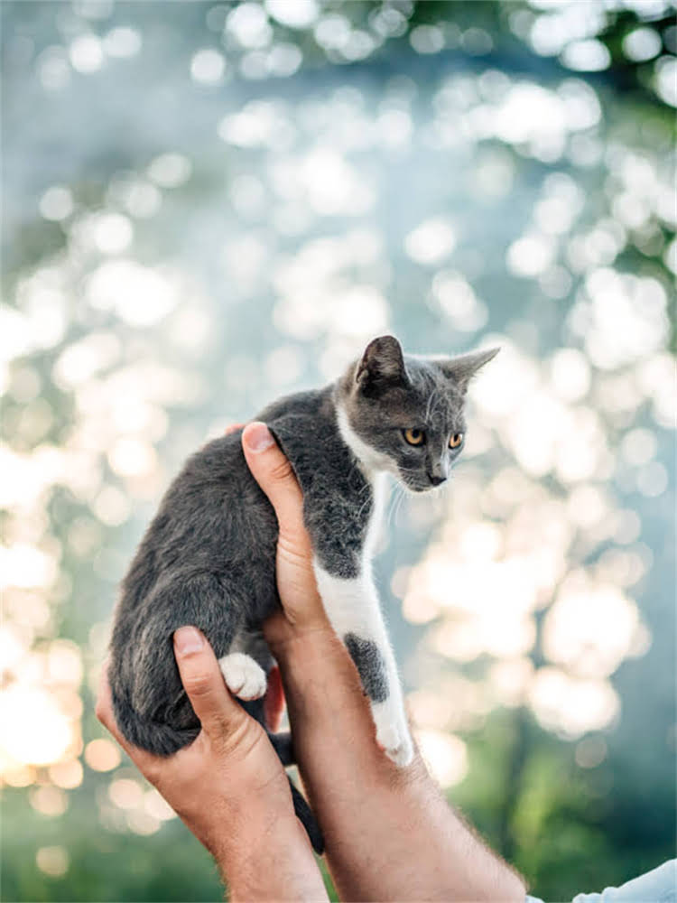 图片 茶杯吉娃娃的生理特性与喂食需求1.jpg