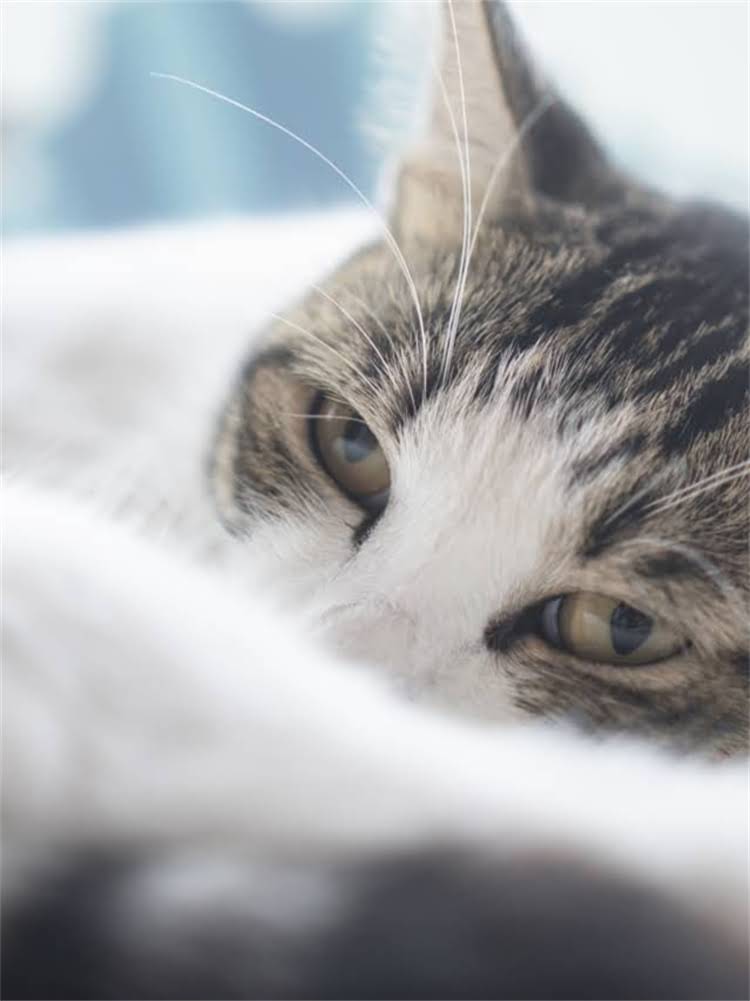 图片 茶杯吉娃娃的生理特性与喂食需求2.jpg