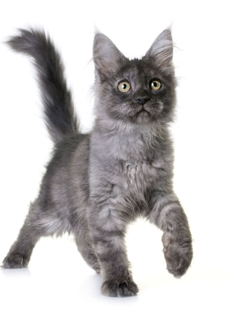 图片 茶杯犬专用狗粮推荐：科学喂养指南及品牌选择（附选购技巧）2.jpg