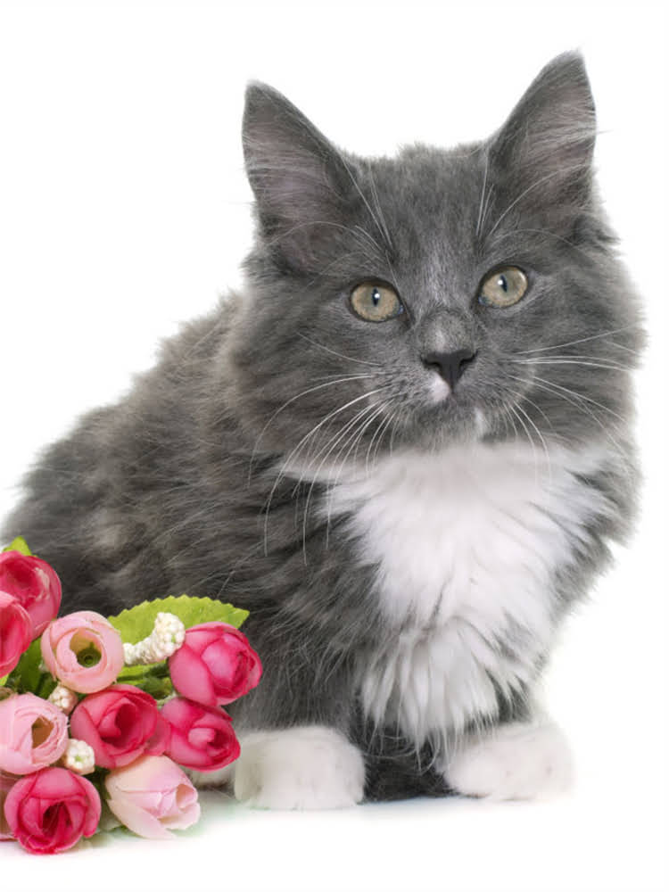 图片 荒野猫粮真实测评：成分+优缺点对比，养猫人必看的选择指南.jpg