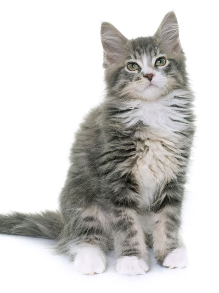 图片 荒野猫粮真实测评：成分+优缺点对比，养猫人必看的选择指南1.jpg