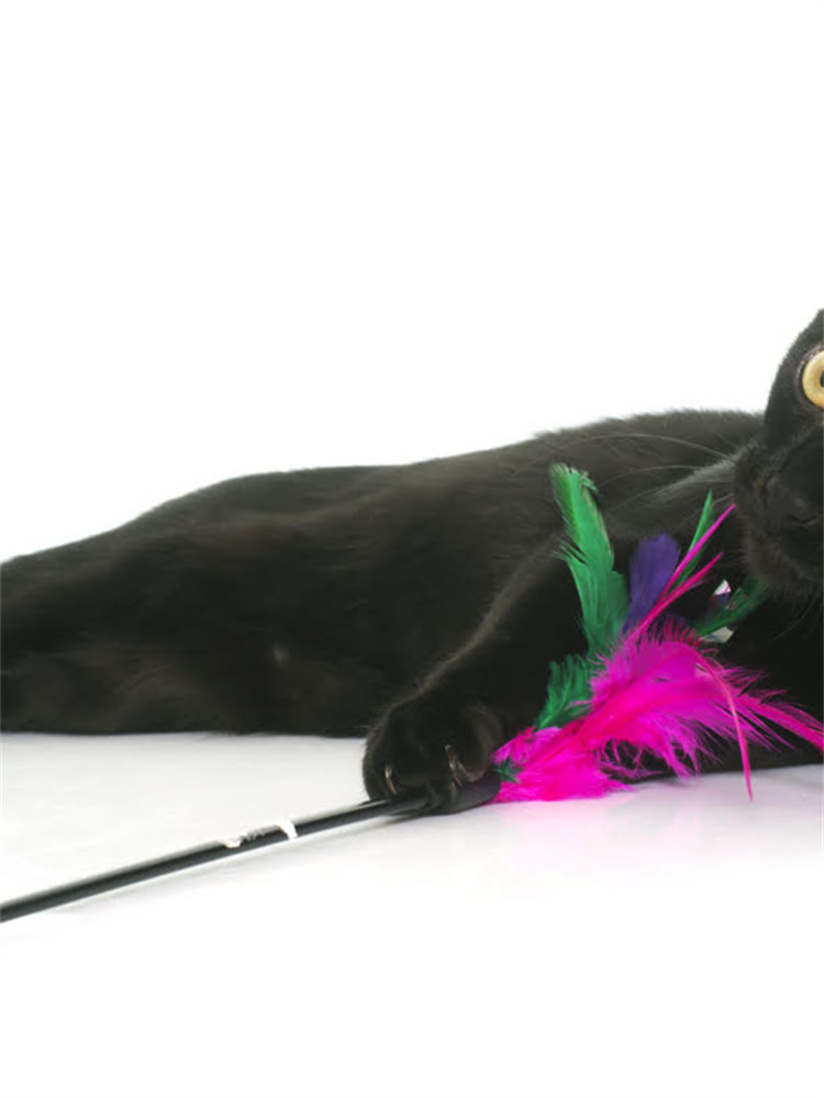 图片 荒野盛宴狗粮哪个口味好？超全口碑推荐及选购指南（附真实用户反馈）.jpg