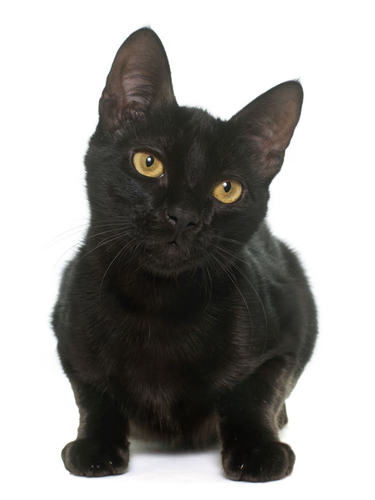 图片 荒野盛宴狗粮哪个口味好？超全口碑推荐及选购指南（附真实用户反馈）1.jpg