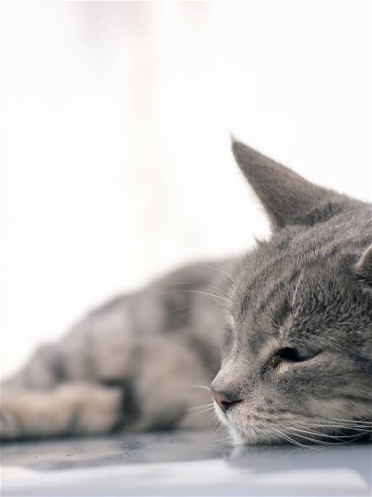 图片 萨摩耶VS哈士奇：全面对比饲养指南，助你选到完美毛孩子！.jpg