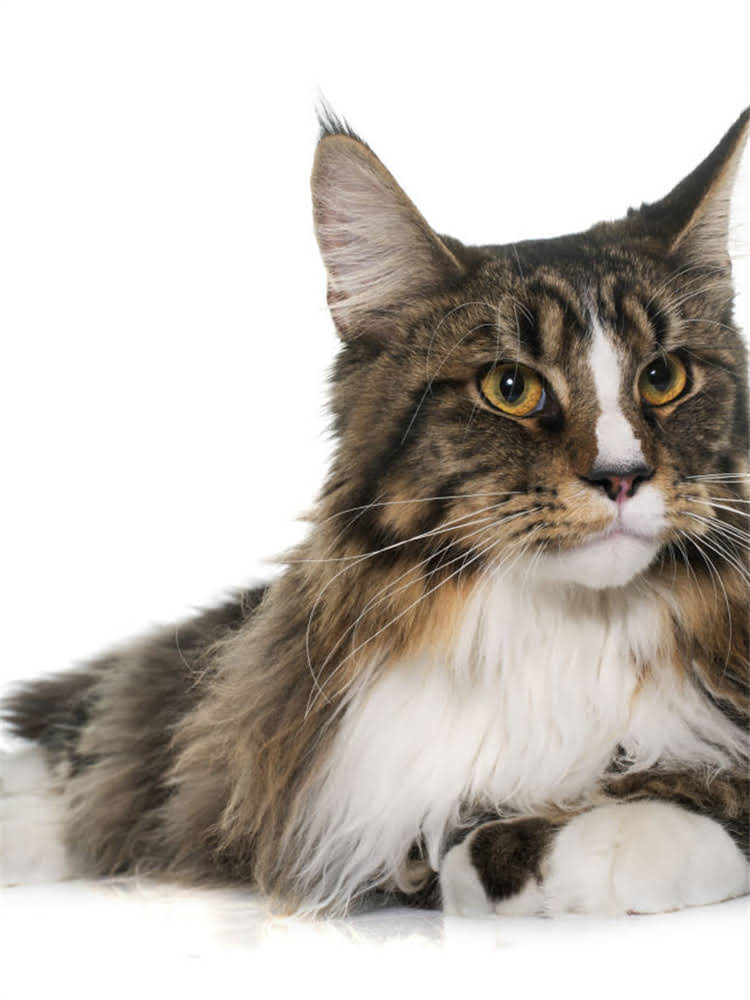 图片 萨摩耶VS哈士奇：全面对比饲养指南，助你选到完美毛孩子！1.jpg