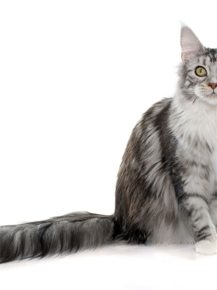 图片 萨摩耶vs博美犬价格对比全：饲养成本差异与选购指南.jpg