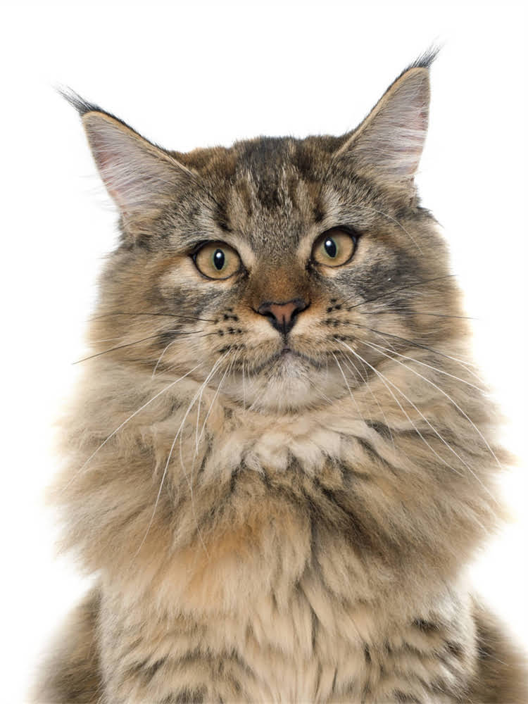 图片 萨摩耶vs博美犬价格对比全：饲养成本差异与选购指南1.jpg