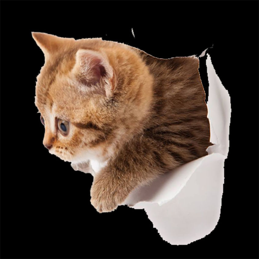 图片 萨摩耶vs秋田犬：体型对比与饲养指南（附品种特征）.jpg