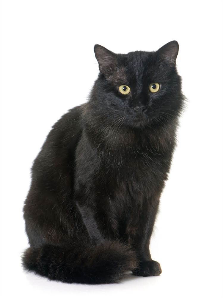 图片 萨摩耶vs秋田犬：体型对比与饲养指南（附品种特征）2.jpg