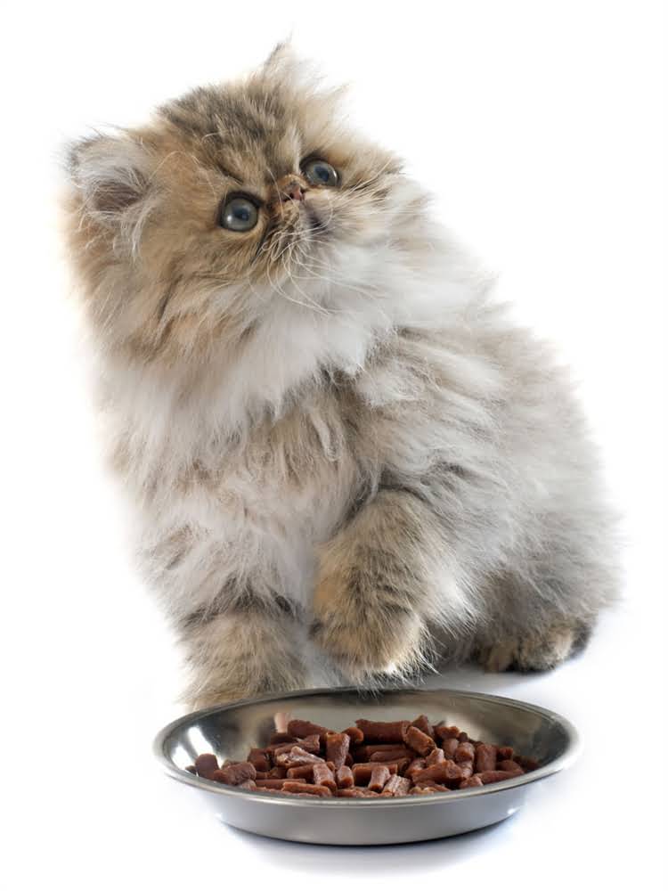 图片 萨摩耶一天拉几次大便？幼犬成犬全+异常情况处理指南.jpg