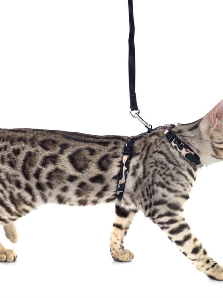 图片 萨摩耶三个月成长全记录：幼犬护理指南+高清萌照分享（推荐）1.jpg