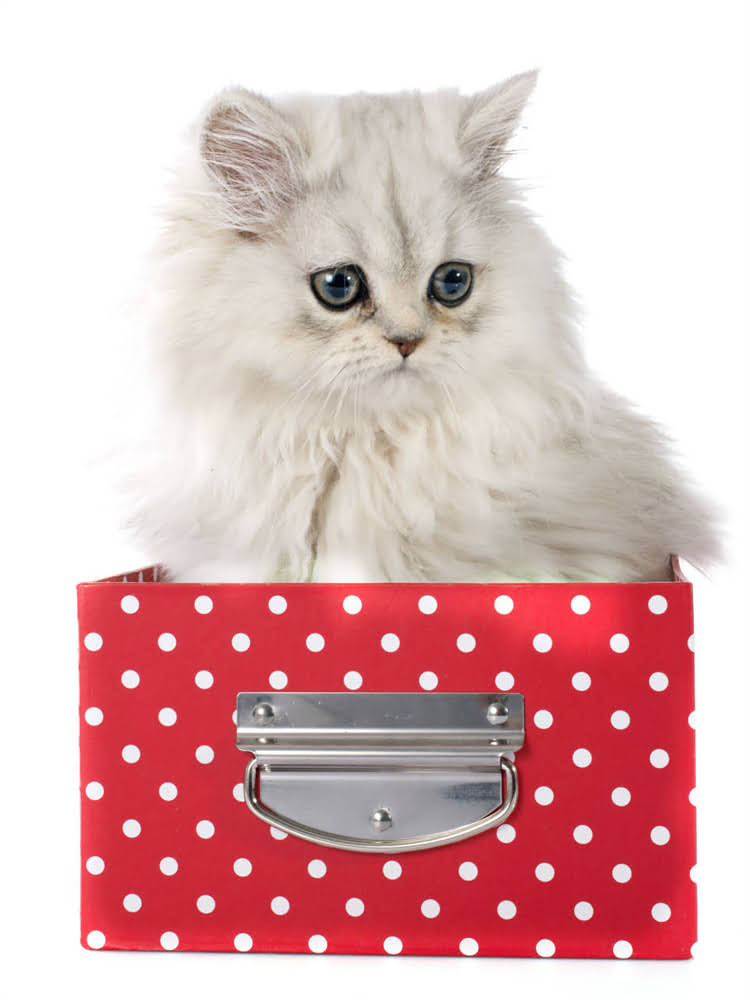 图片 萨摩耶三个月成长全记录：幼犬护理指南+高清萌照分享（推荐）2.jpg