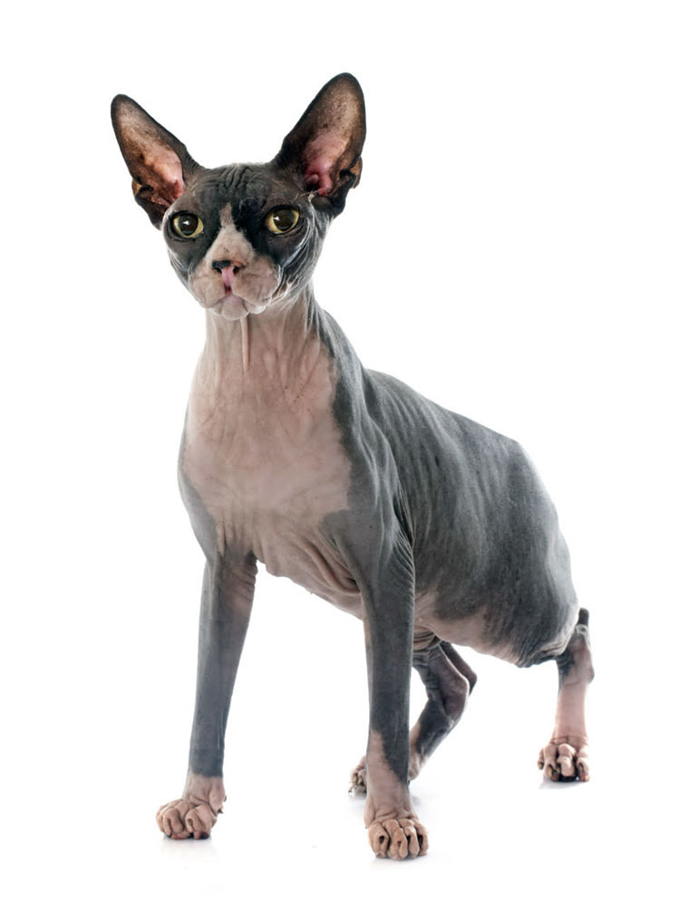 图片 萨摩耶不能吃的10种食物及替代方案，养宠人必看全.jpg