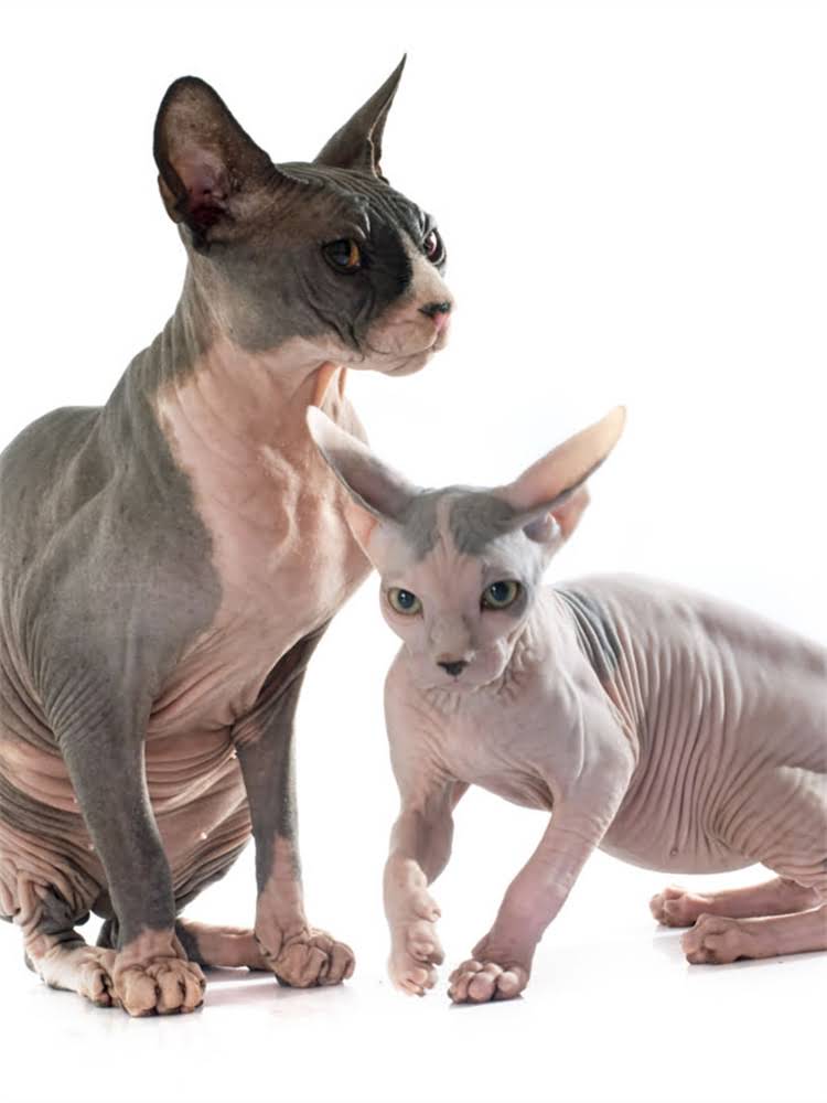 图片 萨摩耶不能吃的10种食物及替代方案，养宠人必看全1.jpg