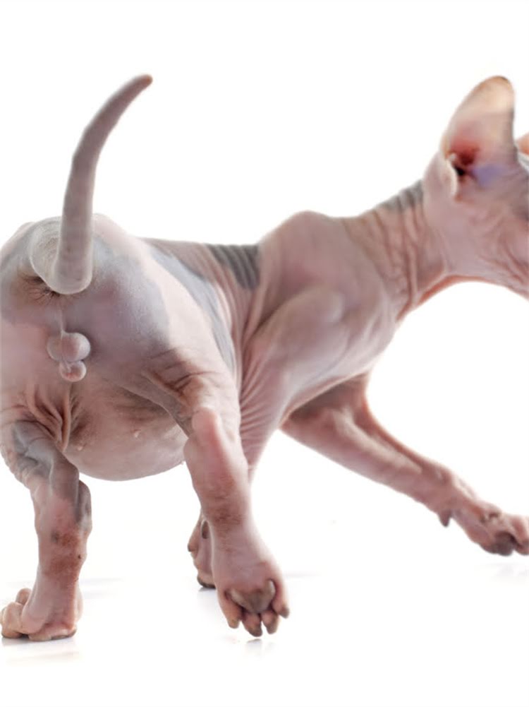 图片 萨摩耶不能吃的10种食物及替代方案，养宠人必看全2.jpg