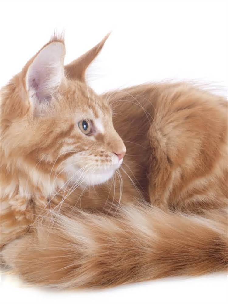 图片 萨摩耶与大白熊价格深度对比：从购买成本到饲养全.jpg