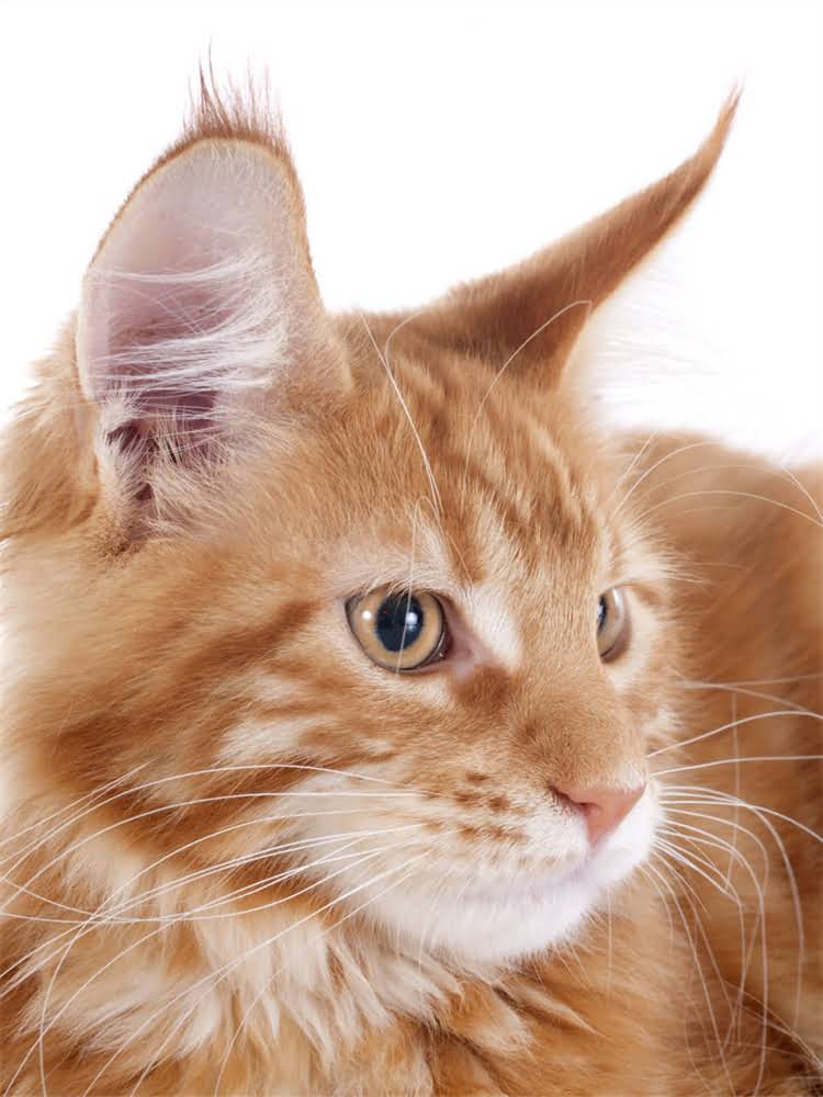 图片 萨摩耶与大白熊价格深度对比：从购买成本到饲养全1.jpg