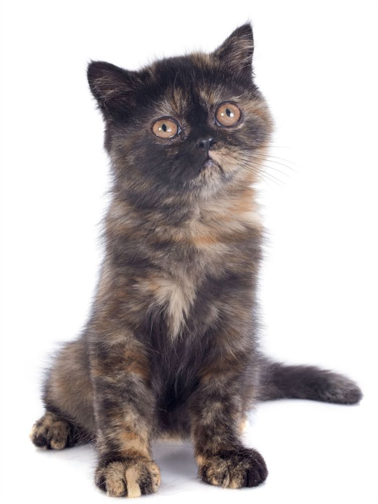 图片 萨摩耶与大白熊价格深度对比：从购买成本到饲养全2.jpg