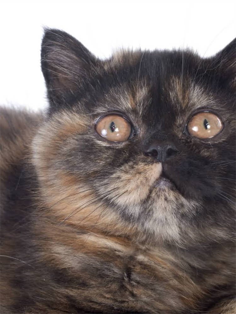 图片 萨摩耶与阿拉斯加雪橇犬对比：如何根据家庭需求选择最适合的大型犬1.jpg