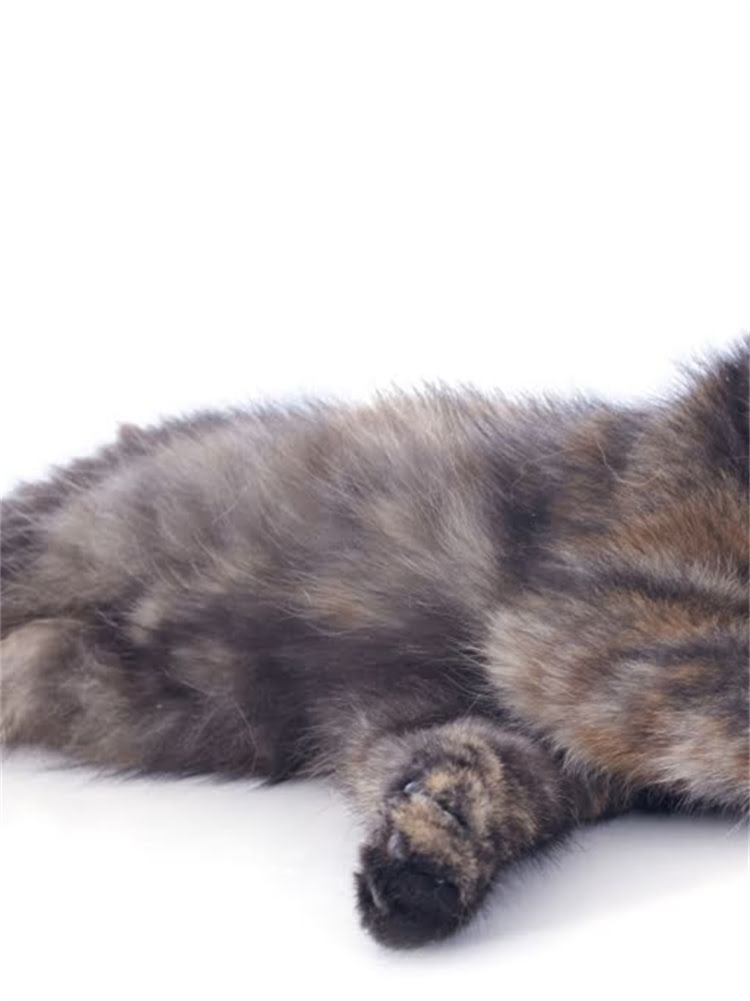 图片 萨摩耶与阿拉斯加雪橇犬对比：如何根据家庭需求选择最适合的大型犬2.jpg