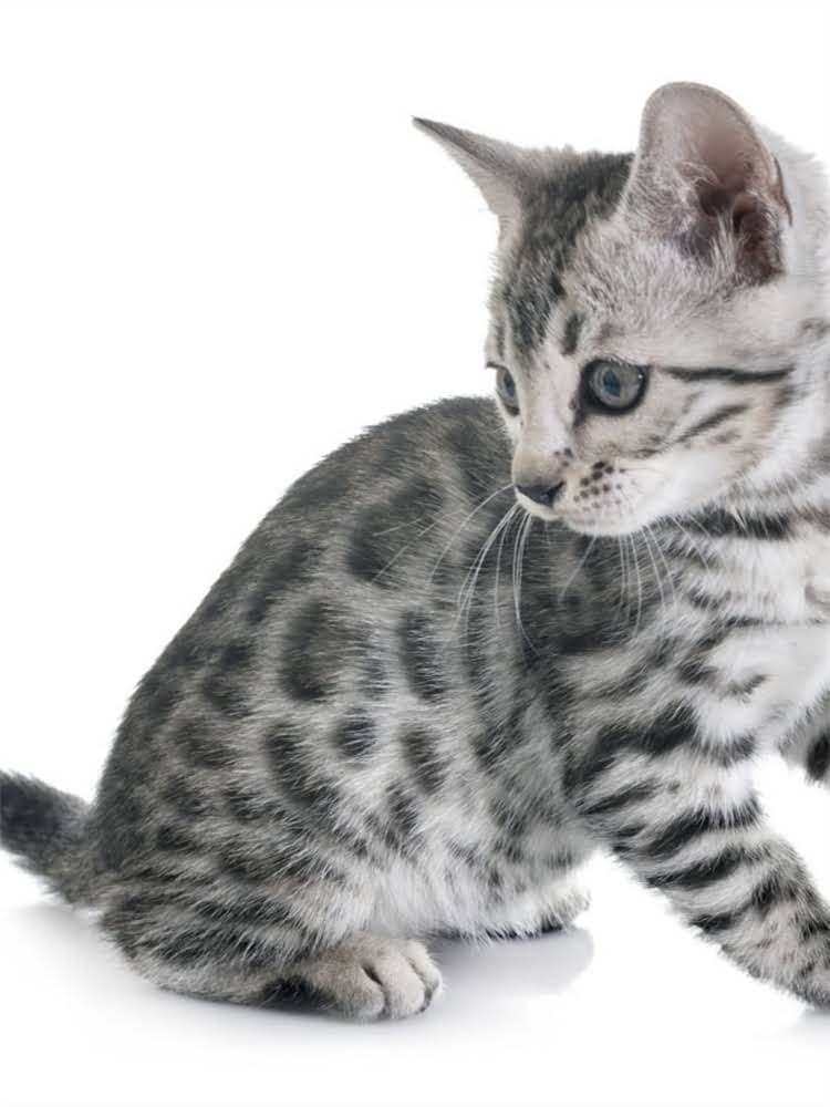 图片 萨摩耶专用粮：白色颗粒粮的选购指南与营养2.jpg