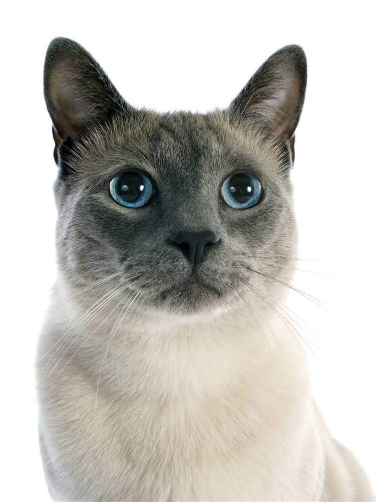 图片 萨摩耶为何热情似火？犬种特性与饲养指南.jpg