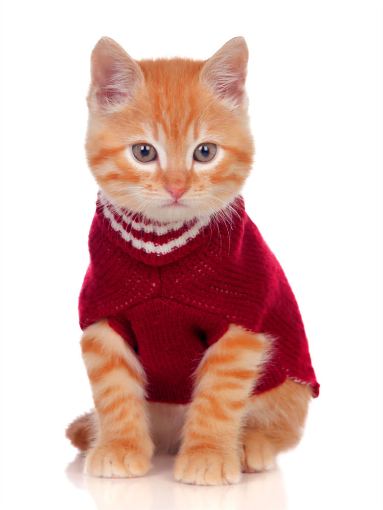 图片 萨摩耶为何热情似火？犬种特性与饲养指南1.jpg