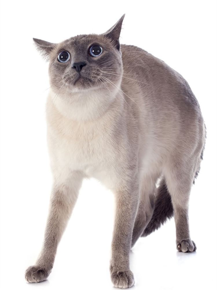 图片 萨摩耶为何热情似火？犬种特性与饲养指南2.jpg