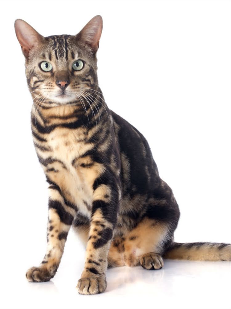 图片 萨摩耶价格全：不同血统、品种及饲养成本深度对比（附选购指南）1.jpg