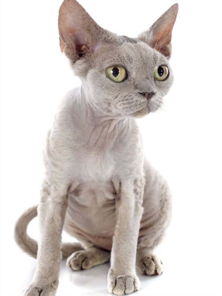 图片 萨摩耶价格多少钱一只？全：价格范围、饲养成本与选购指南1.jpg