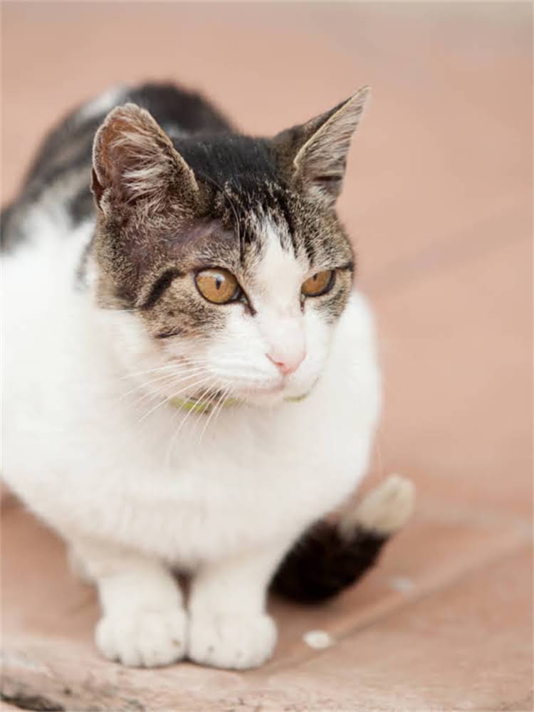 图片 萨摩耶价格差异全：最新行情+饲养成本+选购指南2.jpg