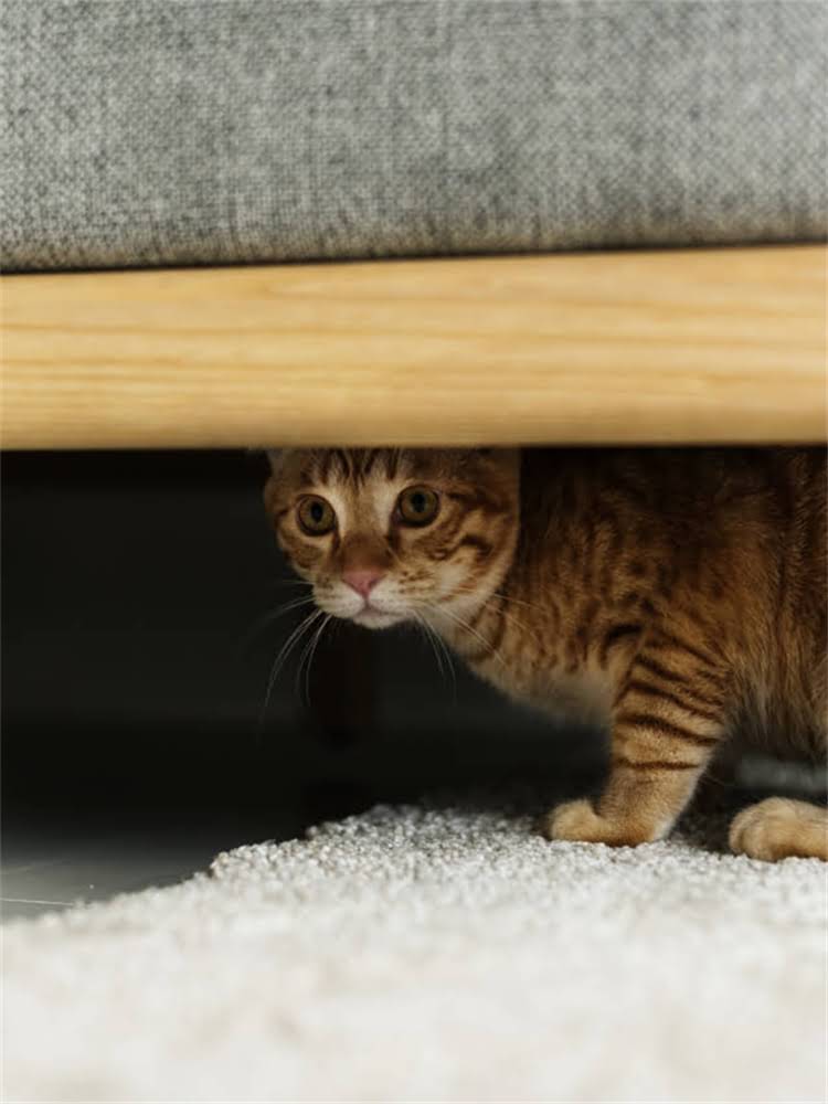 图片 萨摩耶修剪毛造型全攻略：从工具准备到专业技巧的保姆级教程.jpg