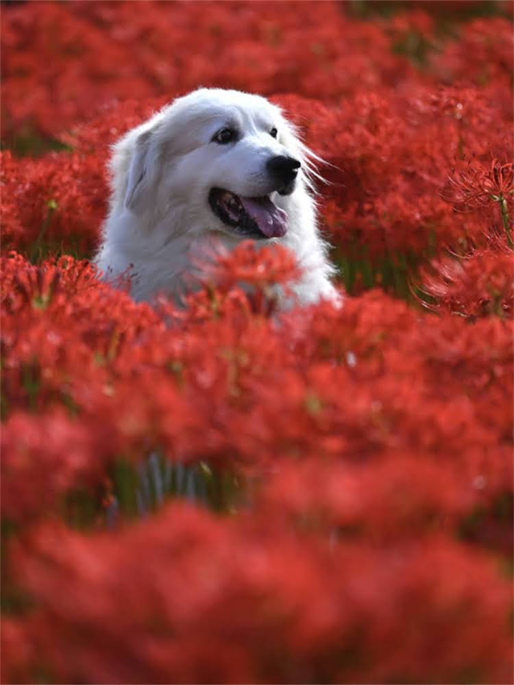 图片 萨摩耶冬季食欲减退的7大诱因与科学应对方案1.jpg