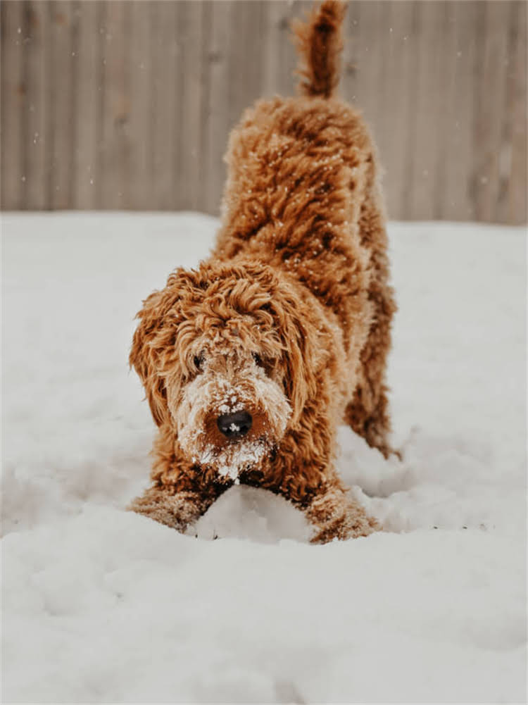 图片 萨摩耶凶猛训练指南：科学纠正不良行为，培养护卫犬潜力.jpg