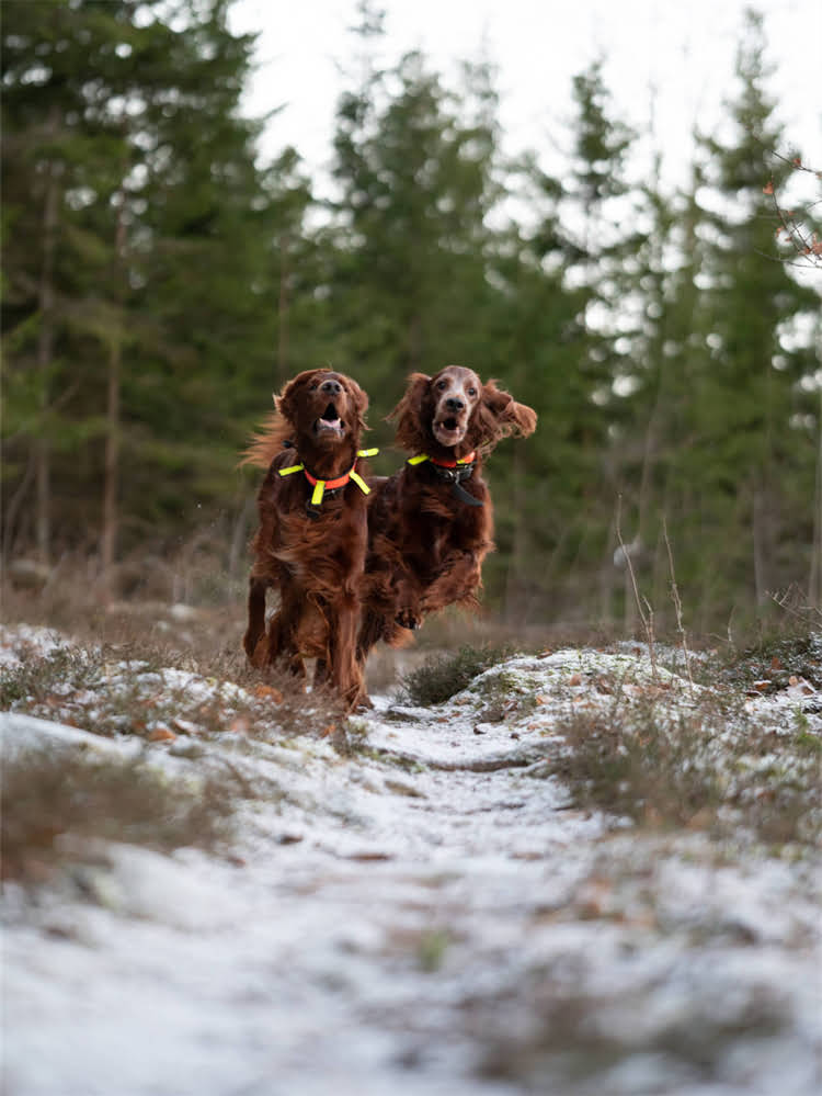 图片 萨摩耶夏天睡觉张嘴怎么办？5大原因+科学应对指南2.jpg