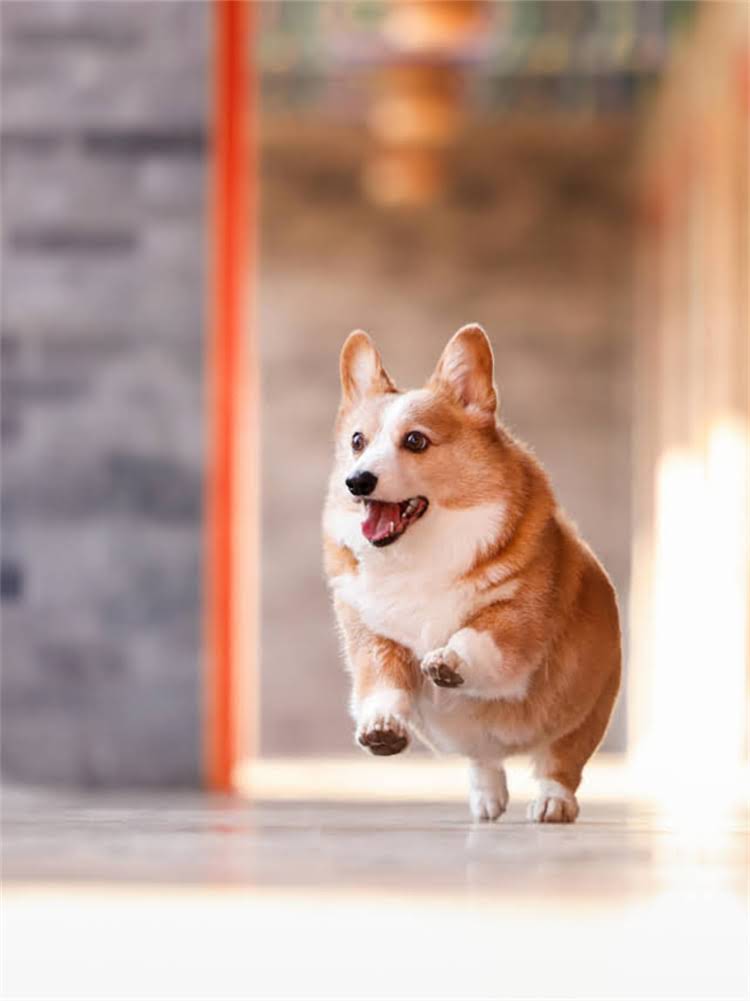 图片 萨摩耶尾巴总是翘起是好事吗？原因+训练方法.jpg