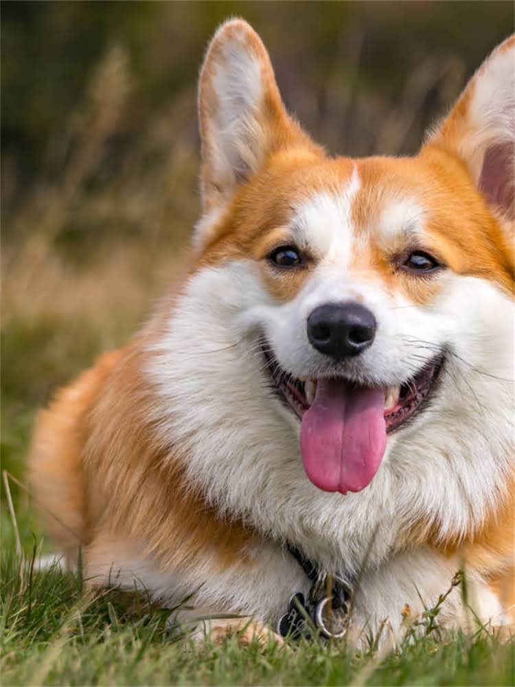 图片 萨摩耶尾巴总是翘起是好事吗？原因+训练方法2.jpg