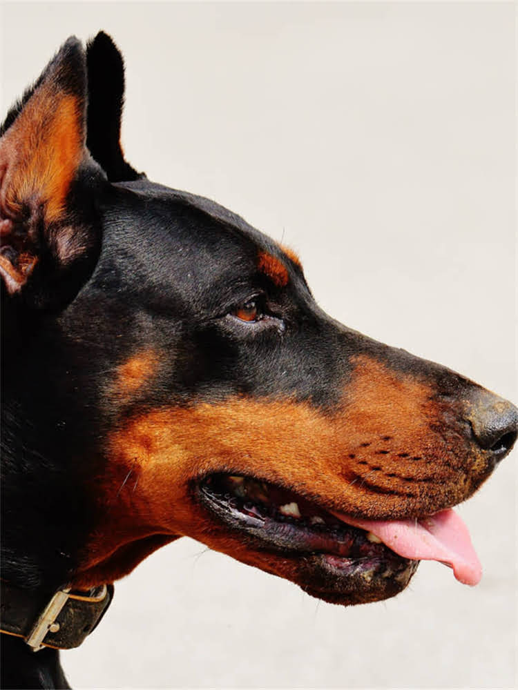 图片 萨摩耶幼犬3个月喂养全攻略：科学喂食量+狗粮选择+健康发育指南.jpg