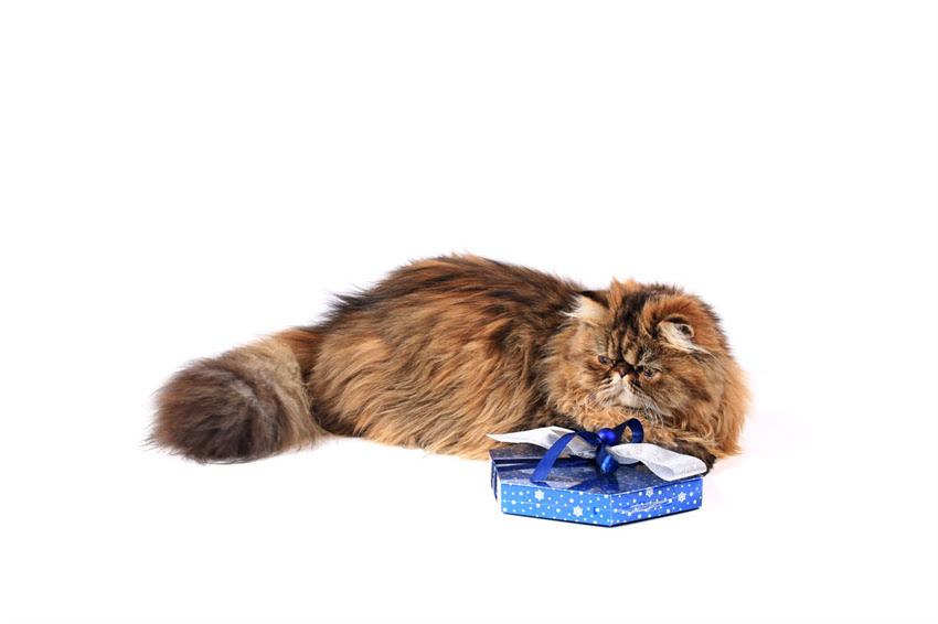 图片 萨摩耶幼犬总睡觉怎么办？5大原因+科学应对指南（附护理方案）.jpg