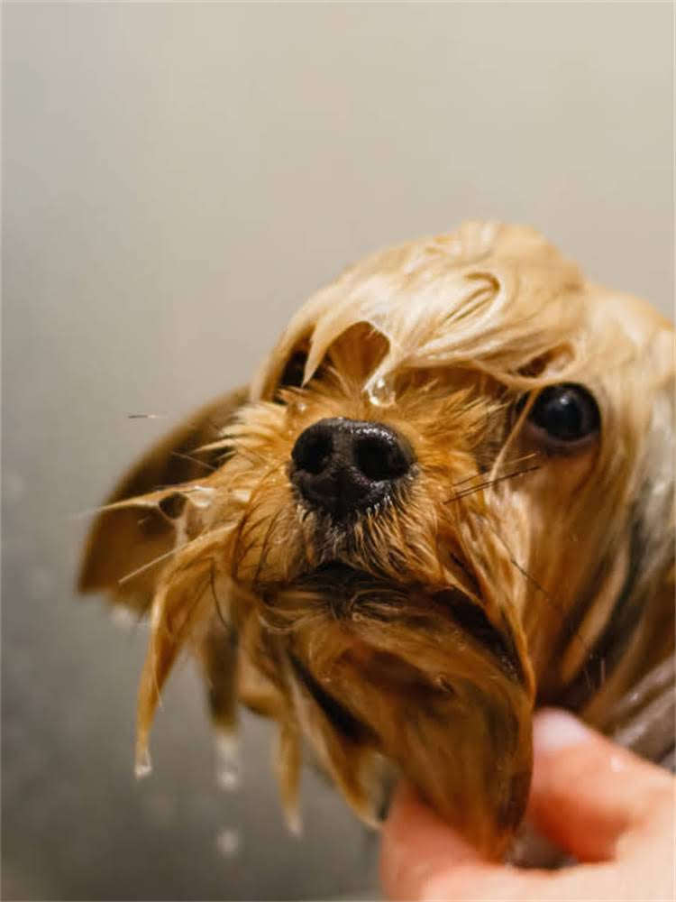 图片 萨摩耶幼犬粮选购指南：5大优质品牌推荐与科学喂养建议（附营养）1.jpg