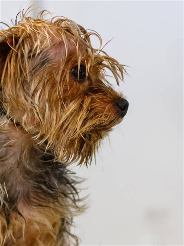 图片 萨摩耶幼犬粮选购指南：5大优质品牌推荐与科学喂养建议（附营养）2.jpg