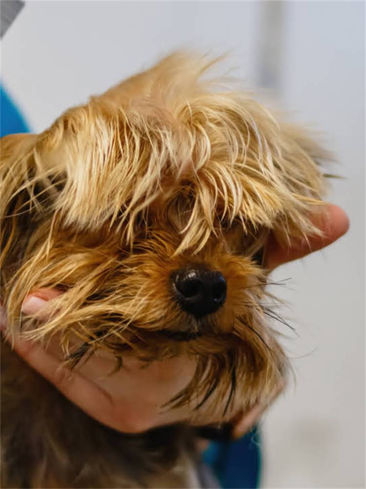 图片 萨摩耶幼犬细小预防指南科学养护远离病毒威胁1.jpg