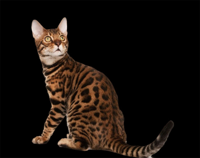 图片 萨摩耶幼犬细小预防指南科学养护远离病毒威胁2.jpg