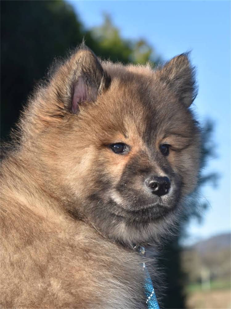 图片 萨摩耶幼犬肠胃发育关键期：3月龄至6月龄护理全攻略2.jpg