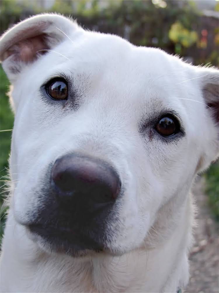 图片 萨摩耶幼犬腹部膨隆怎么办？5大原因及科学护理指南（附兽医建议）.jpg