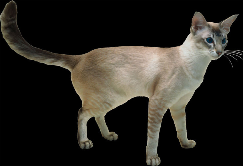 图片 萨摩耶幼犬购买全攻略：市场行情、价格区间与避坑指南.jpg