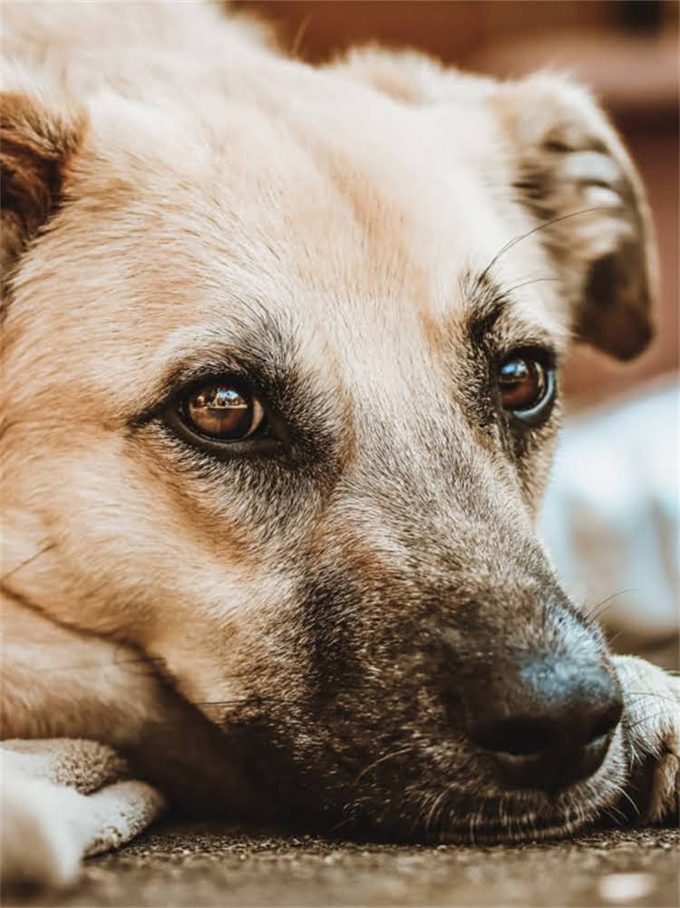 图片 萨摩耶幼犬购买全攻略：市场行情、价格区间与避坑指南1.jpg