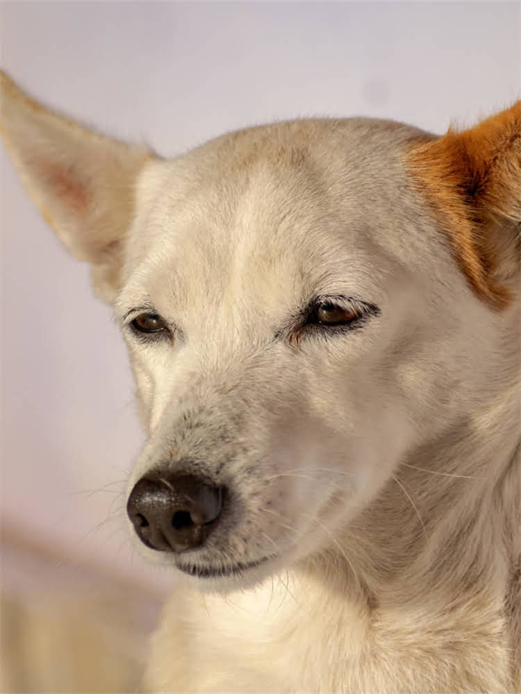 图片 萨摩耶幼犬选购指南：3950-8950元价格全与饲养要点2.jpg