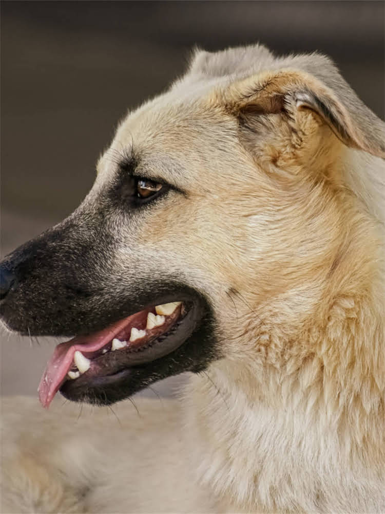 图片 萨摩耶微笑训练全攻略：如何培养天使般笑容+日常饲养指南（附高清GIF图解）.jpg